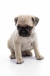 Cute Sitting pug Puppy Stock Photo