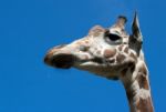 Giraffe's Head Stock Photo