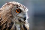 Eurasian Eagle-owl (bubo Bubo) Stock Photo