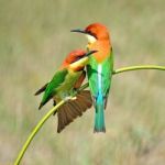 Chestnut-headed Bee-eater Stock Photo