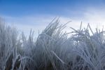 Frosted Nature Stock Photo