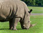 Image Of A Rhinoceros Eating The Grass On A Field Stock Photo