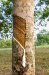 Tapping Latex From Rubber Tree Stock Photo