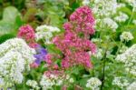 Red And White Valerian (centranthus Ruber) Stock Photo