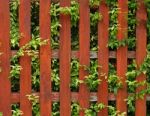 Ivy Green On Old Wooden Fence Stock Photo