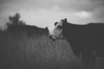 Australian Cows Stock Photo