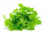 Fresh Green Lettuce Leaves Isolated On White Stock Photo