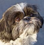 Shih Tzu Stock Photo