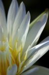 White With Yellow Freshness Water Lily Stock Photo