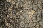 Tree Bark Texture As Background Stock Photo