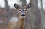 Beautiful Background With The Cute Deer Stock Photo