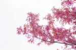 Sakura On The Sky Stock Photo