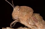 Toad Grasshopper Stock Photo