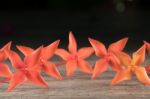 Ixora Flower Close Up Isolate In Black Stock Photo