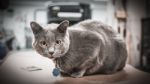 Gray Cat In Workshop Stock Photo