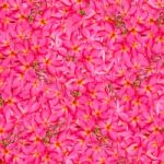 Plumeria Background Stock Photo