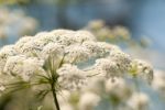 Defocused White Hemlock Head Stock Photo