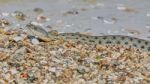 Water Snake On The Bay Stock Photo