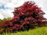 Japanese Maple (acer Palmatum) In Autumn Colours Stock Photo