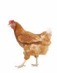 Full Body Of Brown Chicken Hen Standing Isolated White Background Use For Farm Animals And Livestock Theme Stock Photo