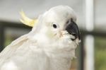 White Cockatoo Stock Photo