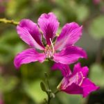 Pink Bauhinia Stock Photo