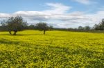 Almond Orchard In A Field Of Yellow Flowers Stock Photo