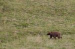 Grizzly Bear On Grass Field Stock Photo