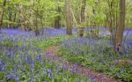 Hagbourne Copse Stock Photo