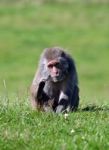 Rhesus Monkey Stock Photo