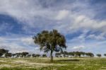 Spring Countryside Landscape Stock Photo