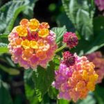 Lantana Camara Shrub In Marbella Spain Stock Photo