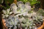 Miniature Succulent Plants Pot Up Close Stock Photo