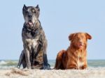 Cane Corso And New Scotland Retriever Stock Photo