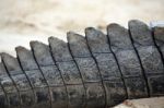 Crocodile Tail Stock Photo