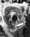 Koala In A Eucalyptus Tree. Black And White Stock Photo