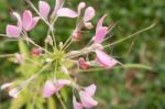 Cleome Or Spider Flower, A Tall Blooming Annual Stock Photo