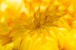 Chrysanthemum Flowers Macro Stock Photo