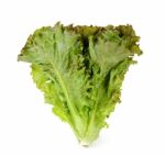 Lettuce Isolated On White Background Stock Photo