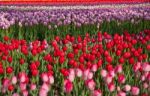 Colorful Tulips Field Stock Photo