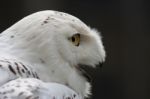 Snowy Owl (bubo Scandiacus) Stock Photo