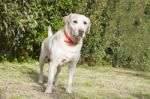 Yellow Labrador Stock Photo