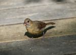 Beautiful Image With A Bird On The Wooden Floor Stock Photo