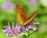 Photo Of A Beautiful Butterfly Sitting On Flowers Stock Photo