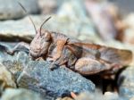 Little Brown Grasshopper Stock Photo