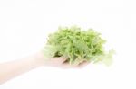 Hand On Group Of Salad Vegetable On White Background Stock Photo