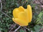 Tulips In The Garden Stock Photo