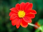 Red Zinnia In Full Bloom Stock Photo