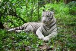 Female White Bengal Tiger Stock Photo