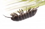 Woodlice Bug Stock Photo